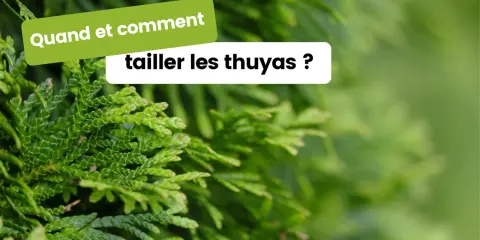 Des branches de thuya vertes et denses. Le texte "Quand et comment tailler les thuyas ?" apparaît en surimpression, invitant à découvrir les meilleures pratiques pour l'entretien de ces conifères.