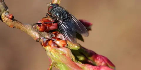 Mouche du cerisier sur un bourgeon. Traitement du sol au sulfate de fer pour lutter contre les parasites.