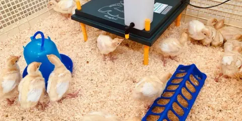 Pulcini in un recinto con mangiatoia blu e una lampada riscaldante. Sono pronti per la loro prima da pappetta.