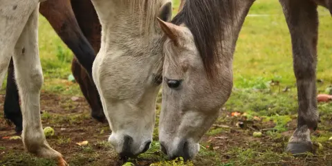 Dwa konie pochylają głowy, jedząc z ziemi. Wokół leżą jabłka, co potwierdza, że konie mogą jeść jabłka.