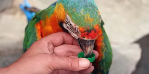 Un colorato pappagallo, con piume verdi, arancioni e blu, becca da un tappo verde tenuto da una mano. Sembra un cucciolo di pappagallo, curioso e affamato.