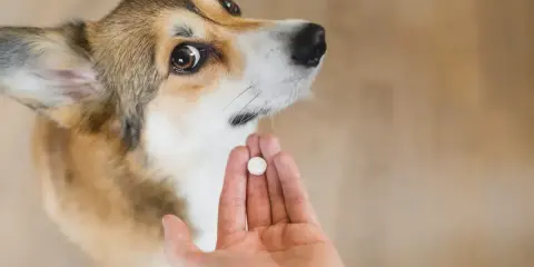 Uroczy corgi patrzy na dłoń z tabletką. Czas na odrobaczenie szczeniaka, by był zdrowy i szczęśliwy.