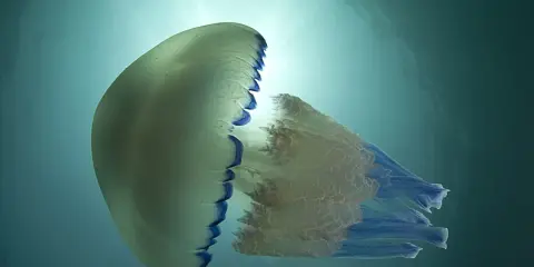 Una medusa traslucida con bordi blu fluttua nell'acqua. Le meduse stanno nell'acqua calda o fredda, adattandosi all'ambiente.