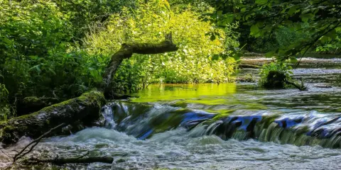 Malowniczy strumień z powalonym drzewem, porośniętym mchem, tworzy naturalne wodospady. Idealne miejsce na relaks i podziwianie przyrody, prawdziwe **susiec atrakcje**.