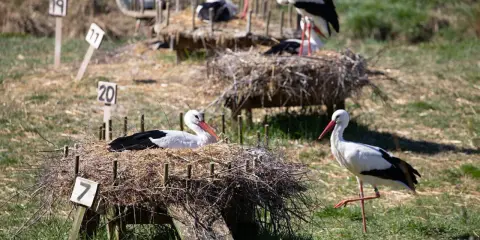 Storkar i sina bon på Nordens Ark. En stork vilar i bo nummer 7, medan en annan står bredvid.