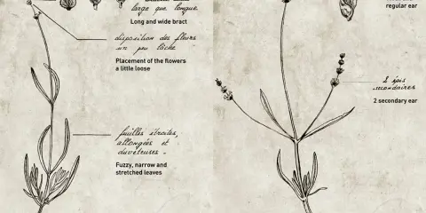 Dessin botanique comparant la lavande vraie (Lavandula angustifolia) et la lavandin (Lavandula hybrida), avec détails sur les feuilles et les épis.