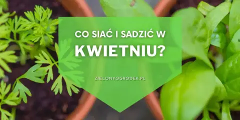 Kwiecień w ogrodzie: Twój plan na obfite plony i barwne rabaty