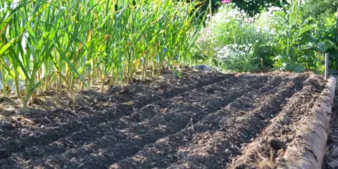 Färdigbäddad jord för framtida jordgubbsland. Rader av vitlök växer i bakgrunden, en härlig inspiration för trädgården.