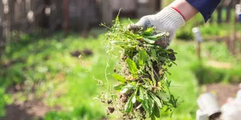 Maintenant, que faire des mauvaises herbes arrachées ? Une main gantée tient une poignée de mauvaises herbes fraîchement arrachées, prêtes à être compostées ou éliminées.