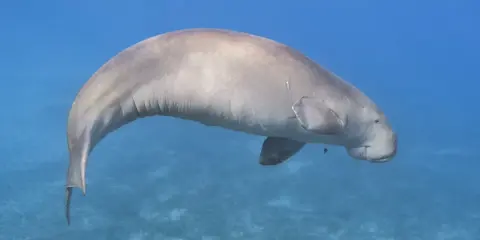 Dugong, jedno z fascynujących zwierząt w Egipcie, pływa w turkusowych wodach Morza Czerwonego.