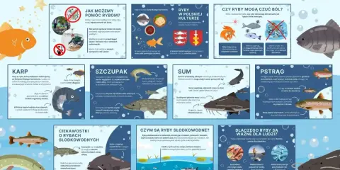 Różnorodne ryby rzeczne w Polsce: karp, szczupak, sum, pstrąg. Dowiedz się o nich więcej!