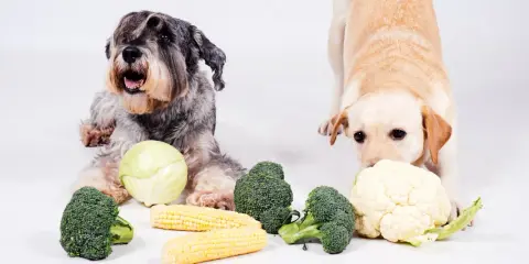 Dwa psy, sznaucer i labrador, badają warzywa. Czy pies może jeść kalafior? Labrador wącha kalafior, obok brokuły i kukurydza.