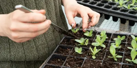 Dłonie z ziemią pomagają młodym roślinom w ukorzenianiu w ziemi, delikatnie je przesadzając.