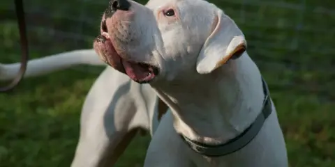 Mocny dogo argentino z otwartym pyskiem, patrzący w górę. W tle zielona trawa i siatka.