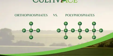 Comparaison entre orthophosphates et polyphosphates. Le danger des polyphosphates pour les cultures est souligné par leur structure complexe.