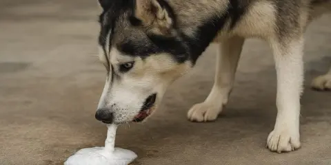 Pies rasy husky je trawę i wymiotuje pianą.