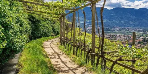 Sentiero nel vigneto, con pergolato e vista sulla valle. Un'oasi di pace lungo l'algunder waalweg.