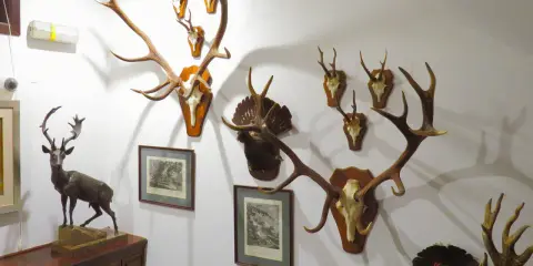 Muzeum Łowiectwa i Jeździectwa Warszawa: Darmowy piątek, co zwiedzić?