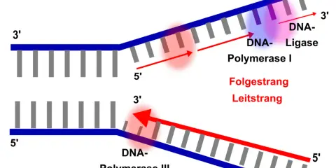 DNA-Polymerase I und III synthetisieren DNA-Stränge. DNA-Ligase verbindet Fragmente. Der Leitstrang wird kontinuierlich, der Folgestrang diskontinuierlich synthetisiert.