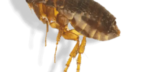 Gros plan d'une puce, un parasite tenace. Idéal pour illustrer un produit anti puce maison efficace.
