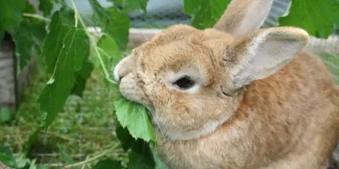 Ein braunes Kaninchen knabbert genüsslich an grünen Blättern. Vielleicht sind es sogar Blätter einer Thuja, die es als Leckerbissen entdeckt hat.