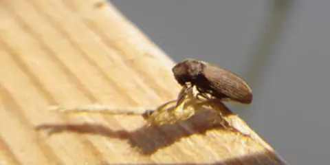 Une vrillette marron, petit insecte xylophage, se tient sur un morceau de bois dans une maison.