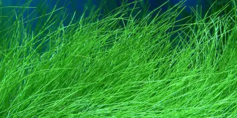 Grönt, trådlikt akvariumgräs, likt Koeleria glauca, svajar i det blå vattnet.