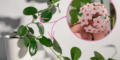 Zielona hoja w białej doniczce, z bliska widać jej uroczy, różowy hoja kwiat.