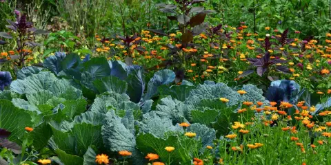 Chou vert et fleurs de souci orangées dans un jardin luxuriant. Une belle inspiration pour savoir que semer aujourd'hui.