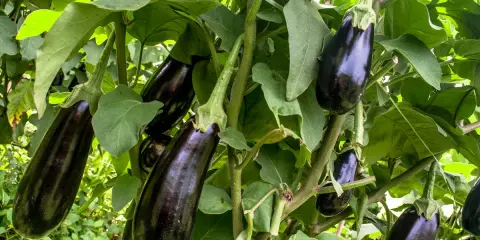 Reife Auberginen hängen an einem Strauch. Die richtige aubergine pflege sorgt für eine reiche Ernte.