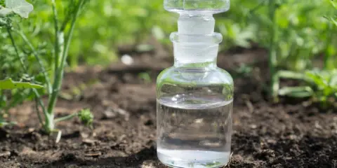 Bouteille en verre remplie de vinaigre blanc désherbant, posée sur la terre, entourée de verdure.