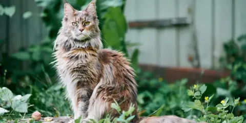 Majestatyczny kot rasy Maine Coon, który żyje długo, siedzi na pniu wśród zieleni.