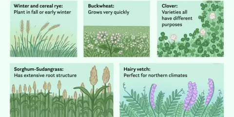 Illustrations of cover crop examples: winter rye, buckwheat, clover, sorghum-Sudangrass, and hairy vetch.