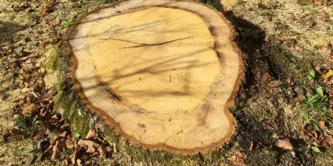 Gros plan sur une souche fraîchement coupée, entourée de feuilles mortes et de sciure. Le bois clair montre les cernes de croissance, prêt à faire pourrir une souche.