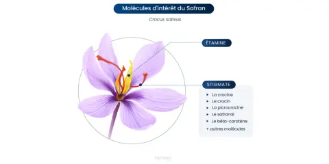 Fleur de safran (Crocus sativus) montrant les stigmates et étamines, sources de molécules aux nombreux safran bienfaits.