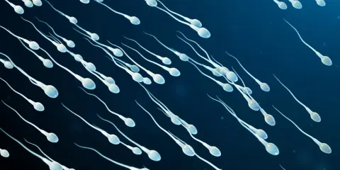 Ruch plemników w ciemnoniebieskim tle. Zastanawiasz się, jak często trzeba opróżniać jądra?