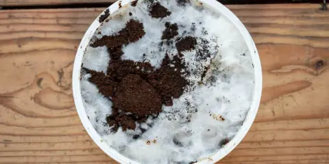Culture de champignon sur marc de café dans un récipient blanc, sur fond de bois. Le mycélium blanc envahit le marc brun.