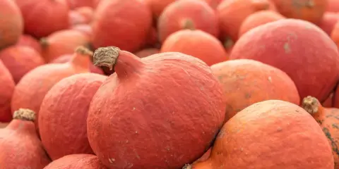 Mnóstwo pomarańczowych dyń hokkaido, gotowych do zbioru. Ich uprawa to prawdziwy jesienny skarb.