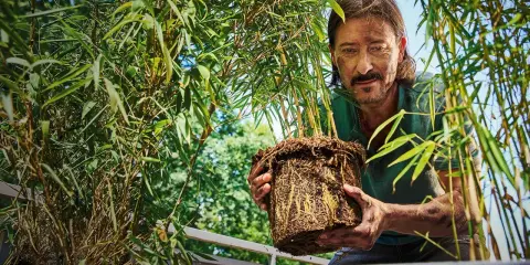 Man håller upp en rotklump med bambu, redo att odla bambu i trädgården.