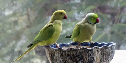 Due pappagalli verdi, uno con la coda lunga, siedono in una ciotola decorata. Sembrano un pappagallo senza piume per la loro pelle liscia.