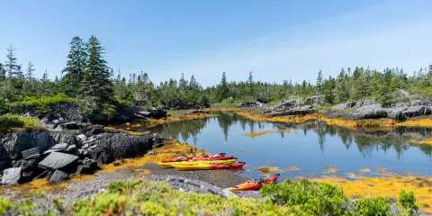Bunte Kajaks liegen am Ufer bereit für einen **Urlaub im August**. Die felsige Küste mit Kiefern und Seetang lädt zum Erkunden ein.