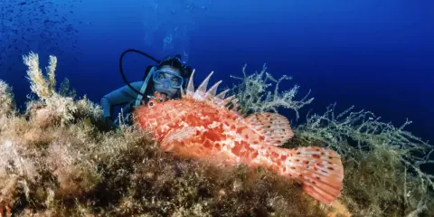 Un subacqueo osserva un pesce scorpione arancione su un fondale marino ricco di alghe. L'immersione dei sub rivela meraviglie nascoste.