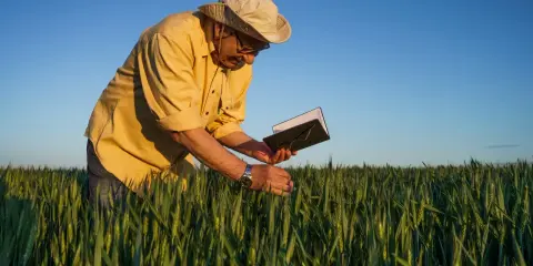 Rolnik w polu pszenicy sprawdza plony, zastanawiając się, ile wynosi emerytura rolnicza.