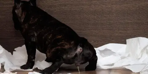 Piesek z zapaleniem pęcherza oddaje mocz na papierowe ręczniki.