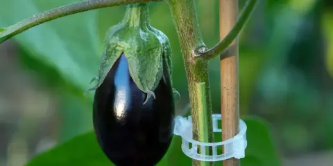 Une jeune aubergine, brillante et sombre, se développe sur sa tige. La culture aubergine est un art patient.