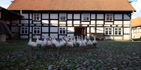 Stado gęsi na brukowanym dziedzińcu przed zabytkowym budynkiem w Swołowo skansen.