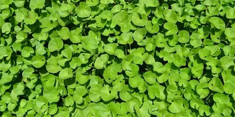 Un tapis dense de feuilles rondes et vertes de centella asiatica, baignées de soleil.