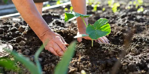 Mains plantant une jeune pousse de courge dans la terre. Le soleil éclaire les feuilles vertes et humides.