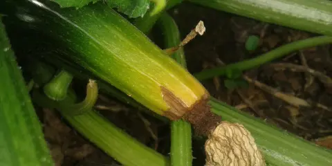Courgette verte avec le bout qui pourrit, signe de manque de calcium ou d'arrosage irrégulier.