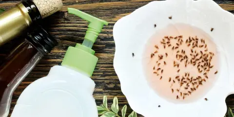 Hausmittel gegen Fruchtfliegen: Eine Schale mit gefangenen Fliegen, daneben eine Seifenflasche und Wein.